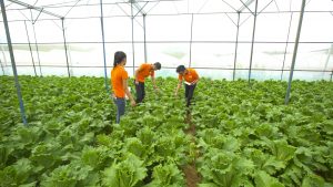 NÔNG TRẠI VIỆT FARM TẠI THÁI NGUYÊN